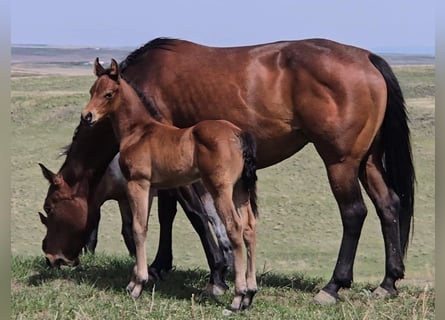 American Quarter Horse, Merrie, Veulen (05/2025), 142 cm, Roodbruin