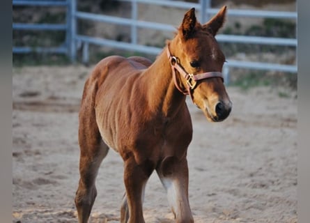 American Quarter Horse, Merrie, , 148 cm, Donkere-vos