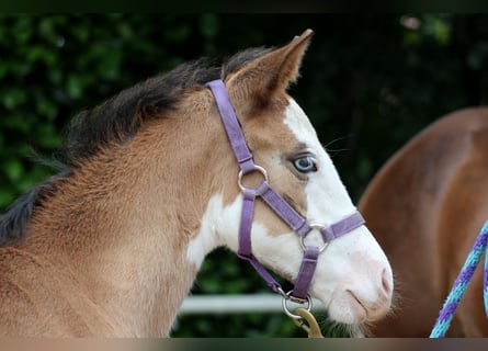 American Quarter Horse, Merrie, veulen (04/2024), 149 cm, Overo-alle-kleuren