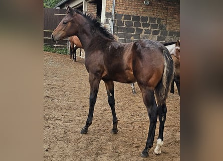 American Quarter Horse, Merrie, Veulen (05/2025), 150 cm, Bruin