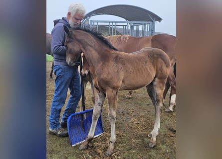 American Quarter Horse, Merrie, Veulen (05/2025), 150 cm, Bruin