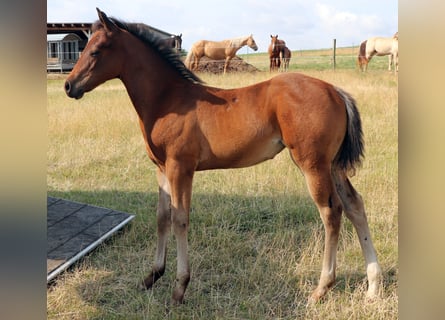 American Quarter Horse, Merrie, , 150 cm, Bruin