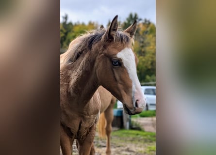 American Quarter Horse, Merrie, veulen (06/2024), 150 cm, Buckskin