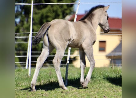 American Quarter Horse, Merrie, Veulen (01/2026), 150 cm, Grullo