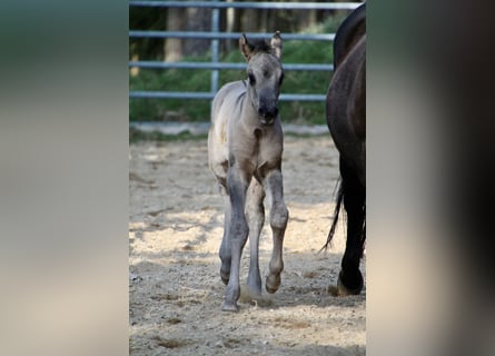 American Quarter Horse, Merrie, Veulen (01/2026), 150 cm, Grullo