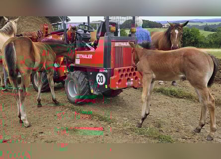 American Quarter Horse, Merrie, Veulen (05/2025), 150 cm, Roan-Bay