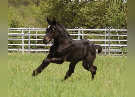 American Quarter Horse, Merrie, veulen (04/2024), 150 cm, Roan-Blue