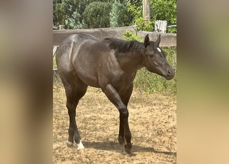 American Quarter Horse, Merrie, Veulen (03/2025), 150 cm, Roan-Blue