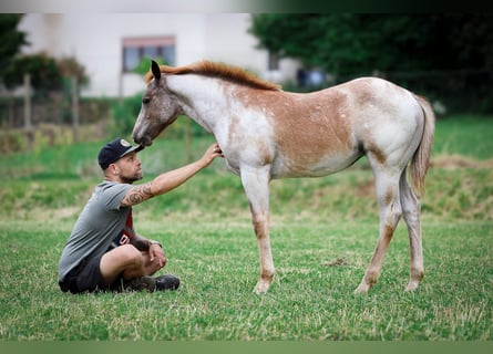 American Quarter Horse, Merrie, veulen (03/2024), 150 cm, Roan-Red