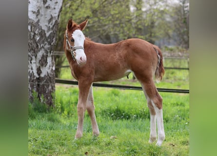 American Quarter Horse, Merrie, , 150 cm, Vos