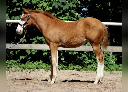 American Quarter Horse, Merrie, , 150 cm, Vos