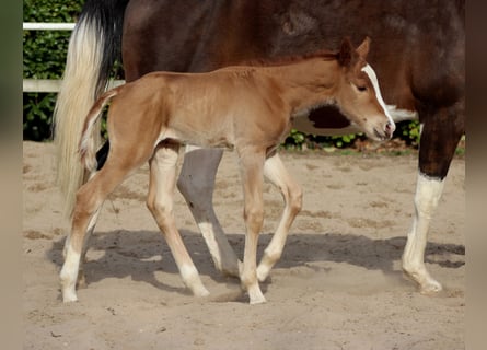 American Quarter Horse, Merrie, Veulen (03/2026), 150 cm, Vos