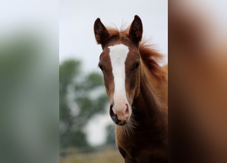 American Quarter Horse, Merrie, Veulen (03/2026), 150 cm, Vos