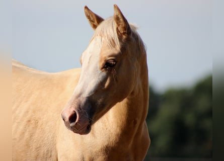 American Quarter Horse, Merrie, Veulen (04/2025), 151 cm, Palomino