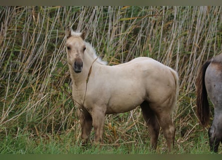 American Quarter Horse, Merrie, veulen (08/2023), 152 cm, Palomino