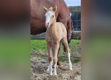 American Quarter Horse, Merrie, , 152 cm, Palomino