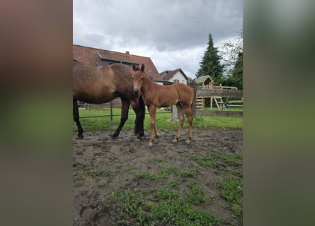 American Quarter Horse Mix, Merrie, Veulen (05/2026), 153 cm, Bruin