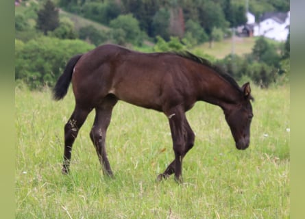 American Quarter Horse, Merrie, veulen (04/2024), 153 cm, Roan-Blue