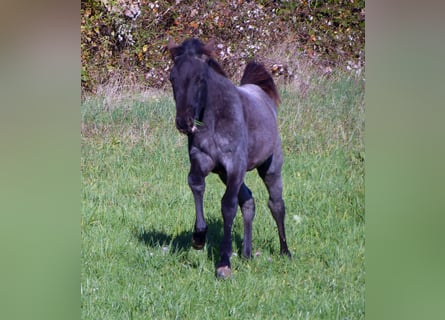 American Quarter Horse, Merrie, , 153 cm, Roan-Blue