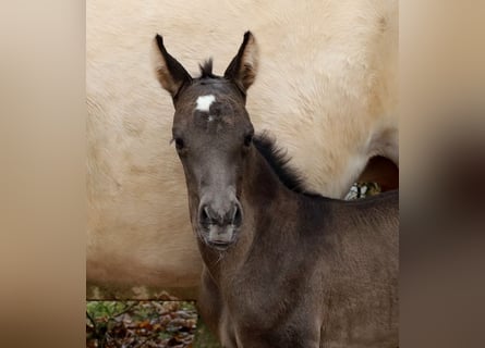 American Quarter Horse, Merrie, , 153 cm, Zwart