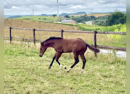 American Quarter Horse, Merrie, Veulen (04/2025), 154 cm, Bruin