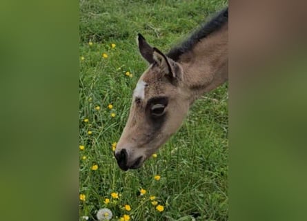 American Quarter Horse, Merrie, , 154 cm, Buckskin