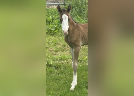 American Quarter Horse, Merrie, , 155 cm, Bruin