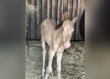 American Quarter Horse, Merrie, veulen (06/2024), 155 cm, Champagne