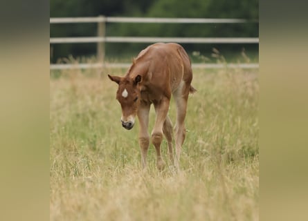 American Quarter Horse, Merrie, Veulen (05/2026), 155 cm, Vos