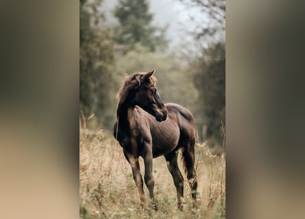 American Quarter Horse, Merrie, veulen (03/2024), 155 cm, Zwartbruin