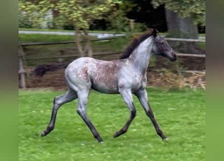 American Quarter Horse, Merrie, Veulen (04/2025), Blauwschimmel