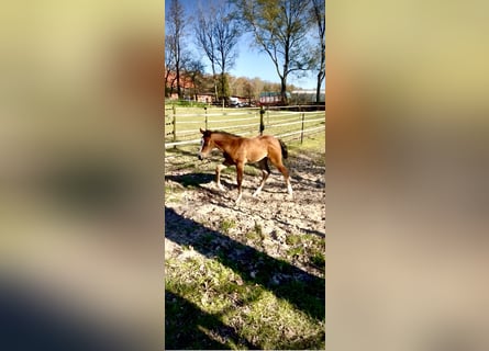 American Quarter Horse, Merrie, Veulen (02/2026), Bruin
