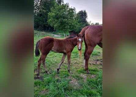 American Quarter Horse, Merrie, Veulen (05/2025), Bruin