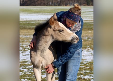 American Quarter Horse, Merrie, Veulen (01/2026), Buckskin