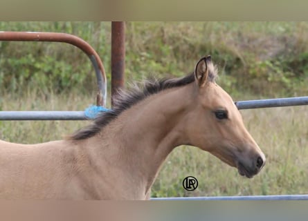 American Quarter Horse, Merrie, Veulen (05/2026), Buckskin