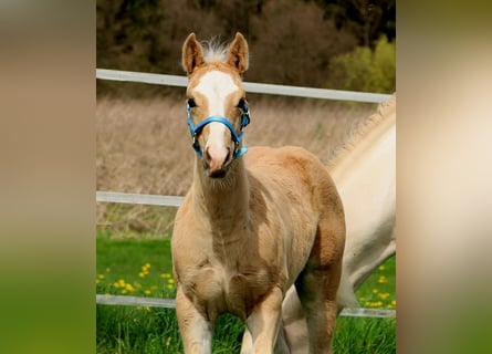 American Quarter Horse, Merrie, veulen (01/2024), Palomino