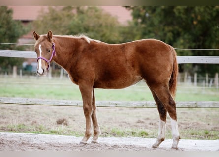 American Quarter Horse, Merrie, veulen (04/2023)