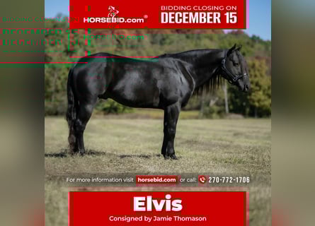 American Quarter Horse, Ogier, 10 lat, 147 cm, Kara