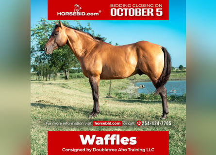 American Quarter Horse, Ogier, 11 lat, Bułana