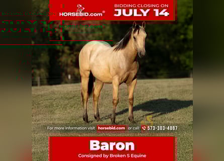 American Quarter Horse, Ogier, 1 Rok, 135 cm, Jelenia