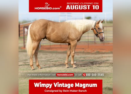 American Quarter Horse, Ogier, 1 Rok, 142 cm, Izabelowata
