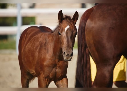 American Quarter Horse, Ogier, 1 Rok, 145 cm, Gniada