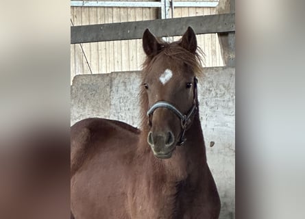 American Quarter Horse Mix, Ogier, 1 Rok, 148 cm, Kasztanowata