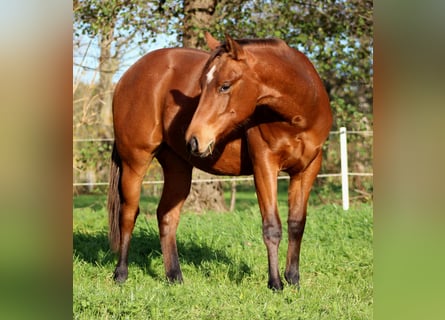 American Quarter Horse, Ogier, 1 Rok, 150 cm, Gniada