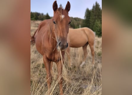 American Quarter Horse, Ogier, 1 Rok, 150 cm, Kasztanowata