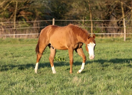 American Quarter Horse, Ogier, 1 Rok, 150 cm, Kasztanowata