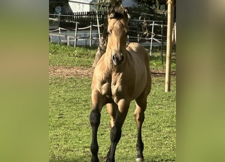 American Quarter Horse, Ogier, 1 Rok, 150 cm