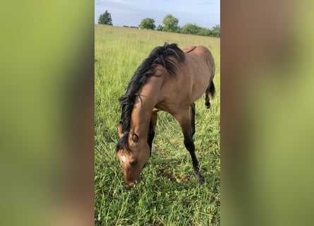 American Quarter Horse, Ogier, 1 Rok, 155 cm, Formy Brown Falb