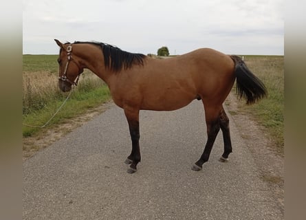 American Quarter Horse, Ogier, 1 Rok, 155 cm, Formy Brown Falb