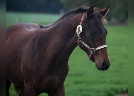 American Quarter Horse, Ogier, 1 Rok, 155 cm, Gniada